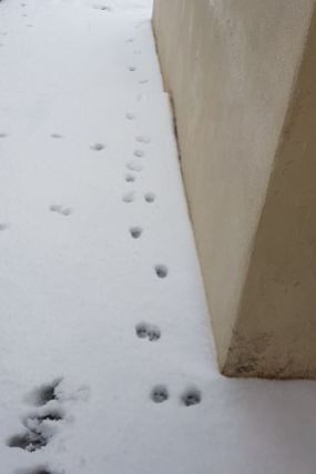 Snow prints from the neighbours cat